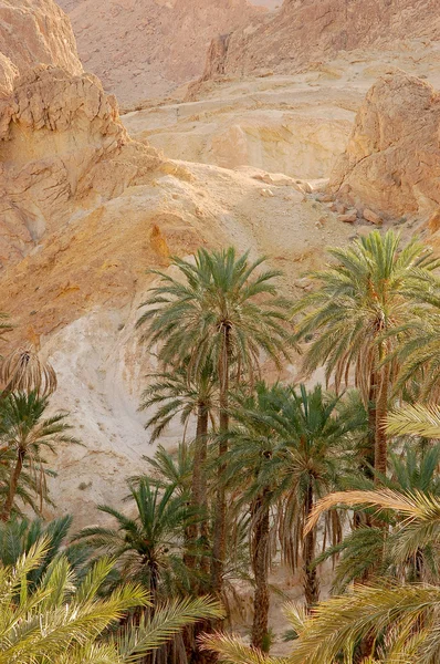 Красиві гірські Оазис в Тунісі — стокове фото