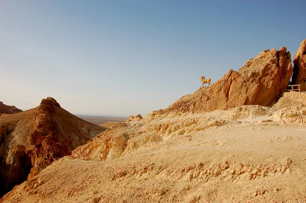 Deserto do Saara de verão na Tunísia — Fotografia de Stock