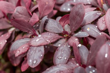Bordo renkli böğürtlen yaprakları yağmurdan ya da sulamadan sonra su damlacıklarıyla yakın çekim yapar..