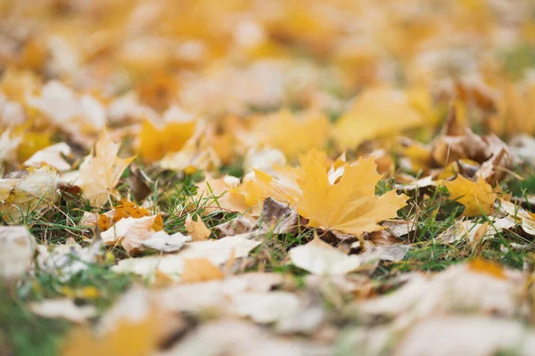 Fundo embaçado com folhas de outono para texto. Bokeh a 85 mm. Fundo de outono em defocus. — Fotografia de Stock