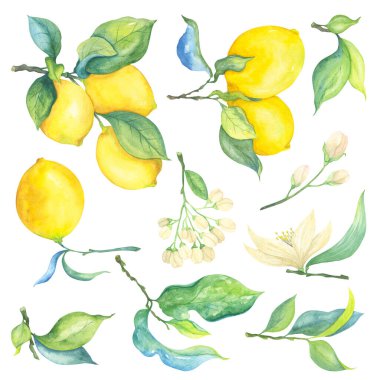 Limonların suluboya çizimleri. Sarı sitruslar, yeşil yapraklar ve bej çiçekler. Desenler, baskılar, yazdırma için elementler.