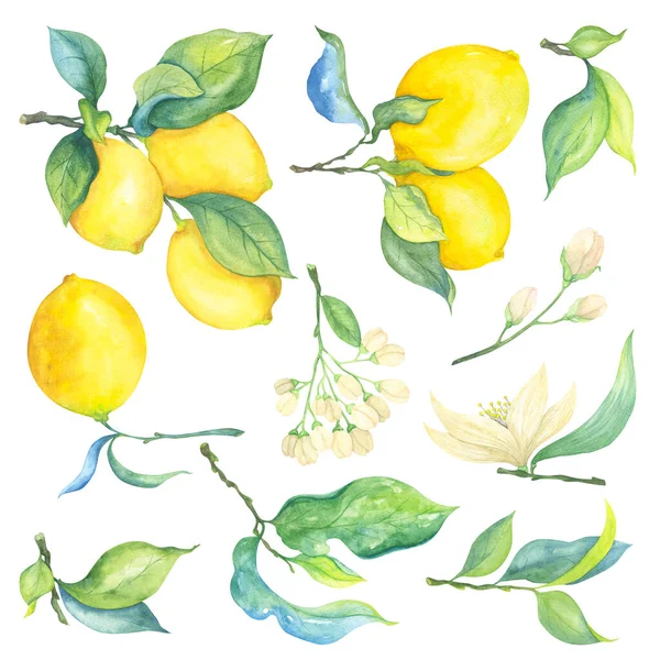 Conjunto Ilustraciones Acuarela Limones Cítricos Amarillos Hojas Verdes Flores Beige —  Fotos de Stock