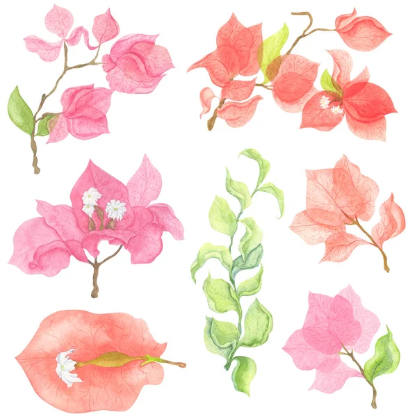 Red and pink watercolor bougainvillea and greenery. Set with floral elements. Paper flower. Illustrations for creating patterns, compositions, banners.