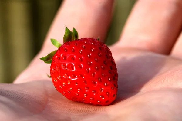 Aardbeien — Stockfoto