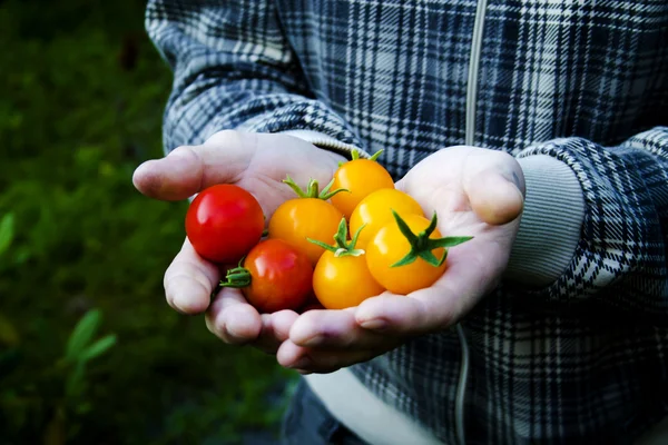 Tomatoes — Stock Photo, Image