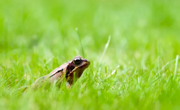 Kleiner Frosch — Stockfoto