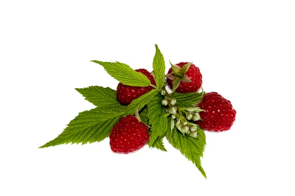 Himbeeren — Stockfoto