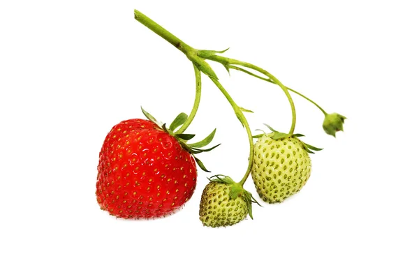 Raspberies