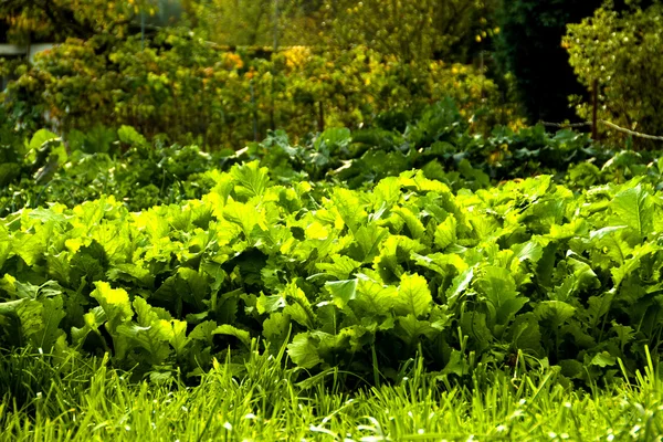 With fresh garden salad — Stock Photo, Image