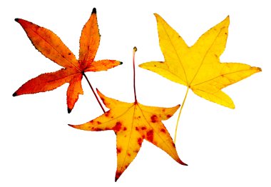 Sonbahar Yaprakları