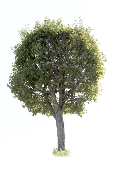 Alberi Parco giovane verde — Foto Stock