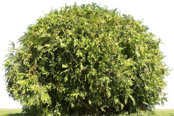 Bomen park jonge groen — Stockfoto