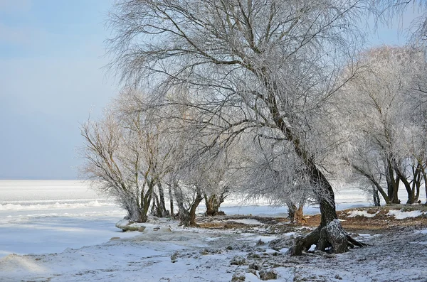 Frost. — Stockfoto