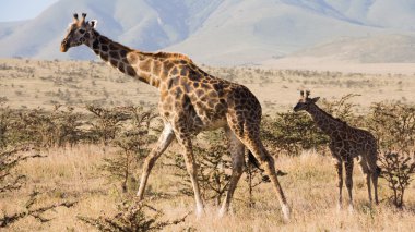 Old giraffe and baby giraffe walking clipart