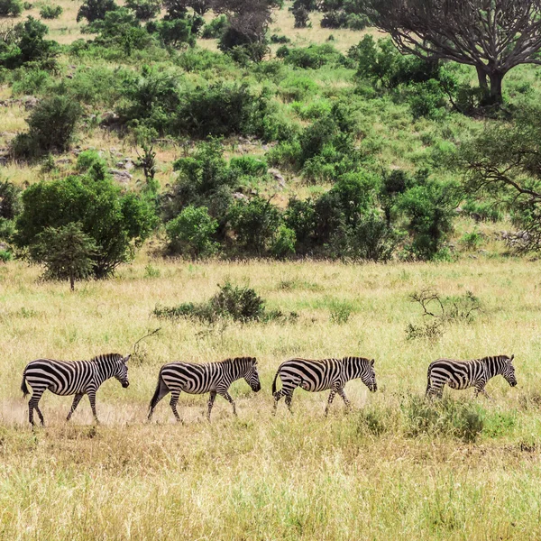 Four zebras walking — Stock Photo, Image