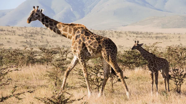 Vecchia giraffa e giraffa bambino a piedi Foto Stock Royalty Free