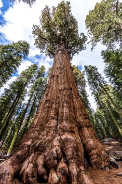 General Sherman tree in Giant sequoia forest clipart