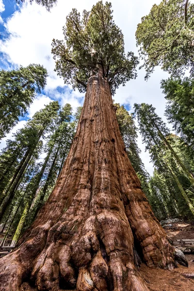 Generale Sherman albero nella foresta di sequoia gigante Foto Stock