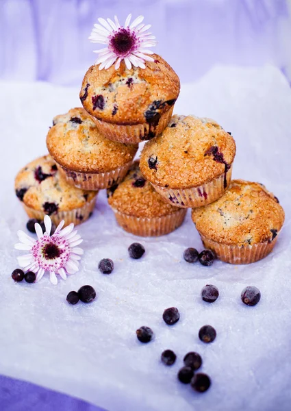 Muffins de groselha preta — Fotografia de Stock