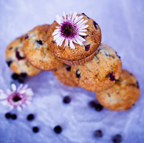 Feketeribizli Muffin — Stock Fotó