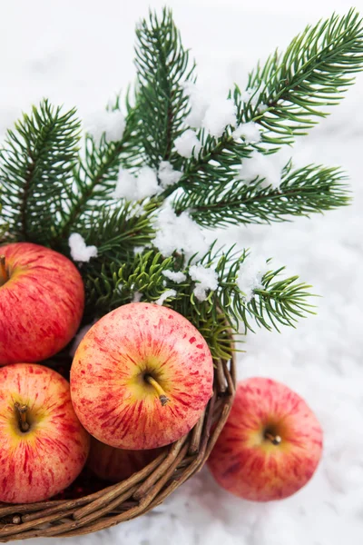 Posição de Natal com maçãs vermelhas e ramo de natal t — Fotografia de Stock