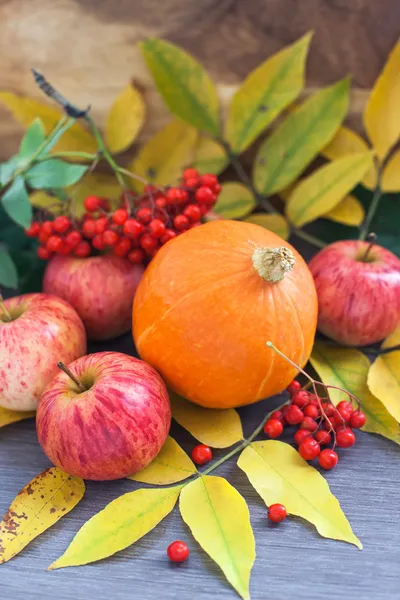 Zebranych dynia, jabłka, ashberry i spadek liści wokół — Zdjęcie stockowe