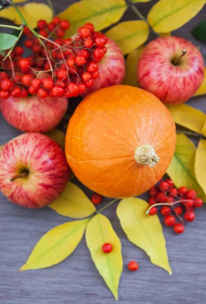 Harvested pumpkin, apples, ashberry and fall leaves around — Stock Photo, Image