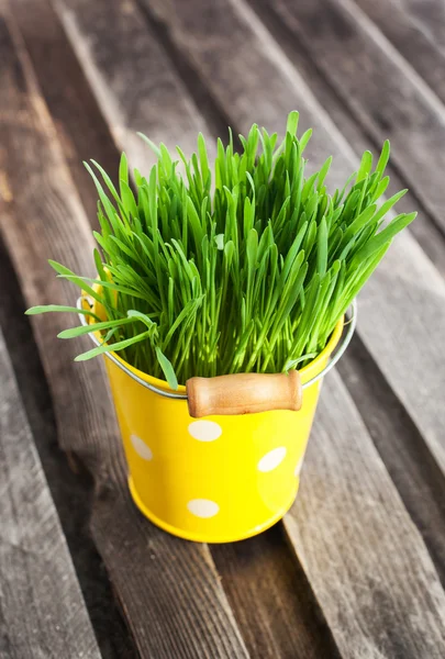 Fresh green grass in a bucket — Stock Photo, Image