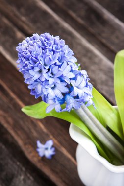 güzel mavi sümbül