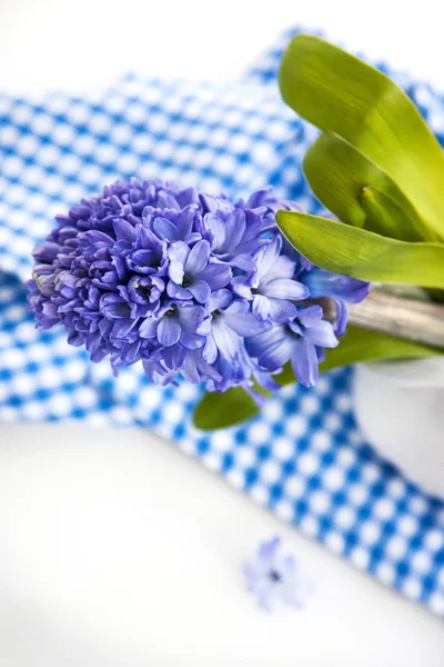 Beautiful blue hyacinth — Stock Photo, Image