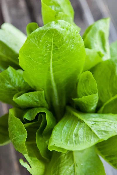 Gröna romansallad — Stockfoto