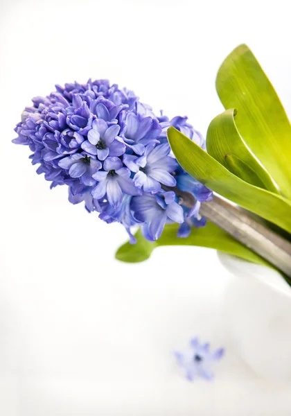 Piękne Hiacynt niebieski — Zdjęcie stockowe