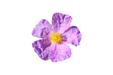 İzole bir mor siğil çiçeği