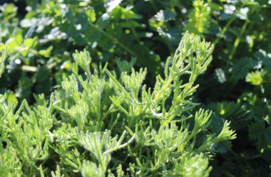 Bahçedeki jiroskoplar