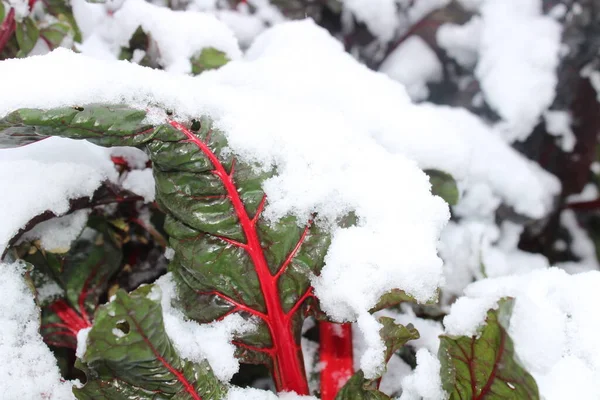 Acelga Com Neve Inverno — Fotografia de Stock