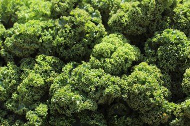 Bir sürü taze lahana yaprağı.