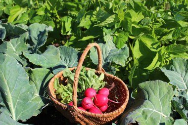 bir sepet içinde turp ve fasulye