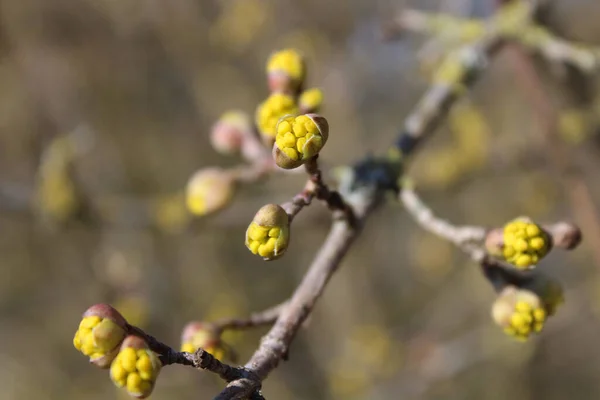 庭に桜の花を咲かせ — ストック写真