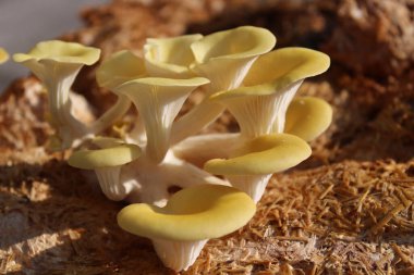 Mantar katmanında sarı boletus.