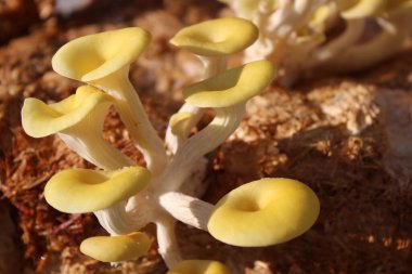 Mantar katmanında sarı boletus.
