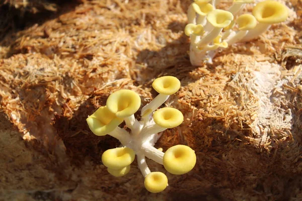 Boletus Amarillo Sobre Sustrato Setas — Foto de Stock