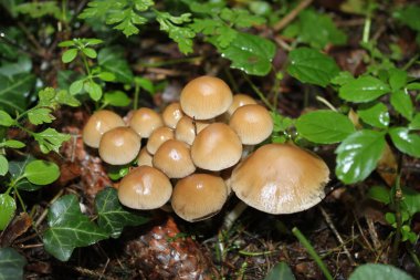 Ormanda sonbaharda mantarlar