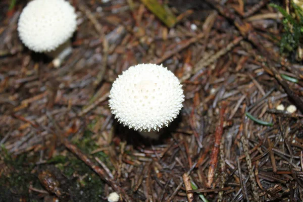 Puffballs Floresta Outono — Fotografia de Stock