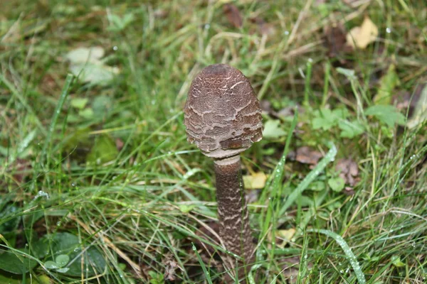 Champignon Parasol Dans Prairie — Photo