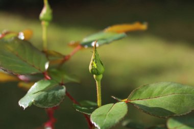 Bahçede tomurcukları olan güller