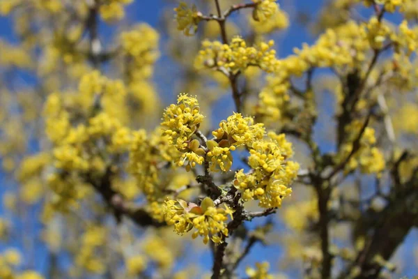 庭に桜の花を咲かせ — ストック写真