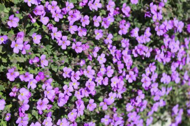 Bahçede çiçek açan leylak çalısı