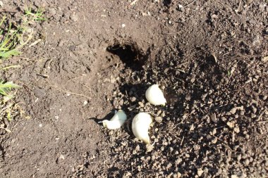  Kök tarla faresi deliğinde sarımsak