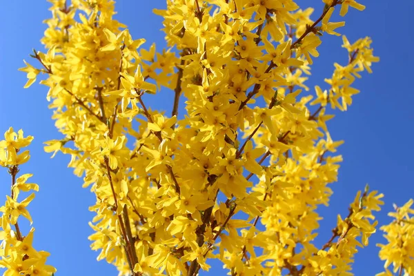 Virágzó Forsythia Kertben Tavasszal — Stock Fotó