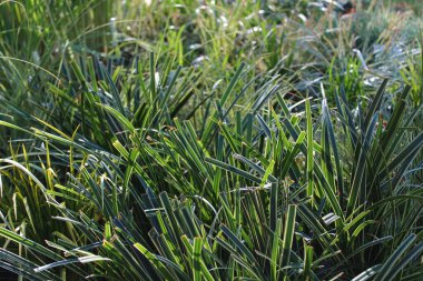 Bahçedeki güzel sazlar